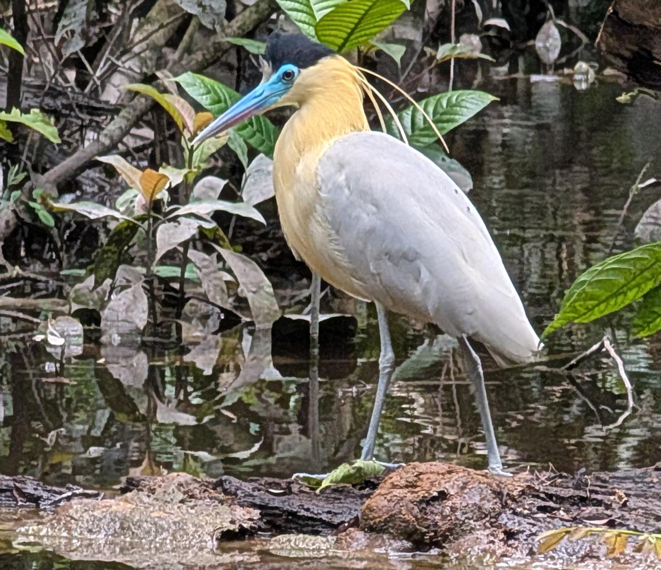 Capped Heron